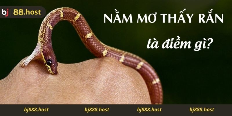 Nằm Mơ Thấy Rắn